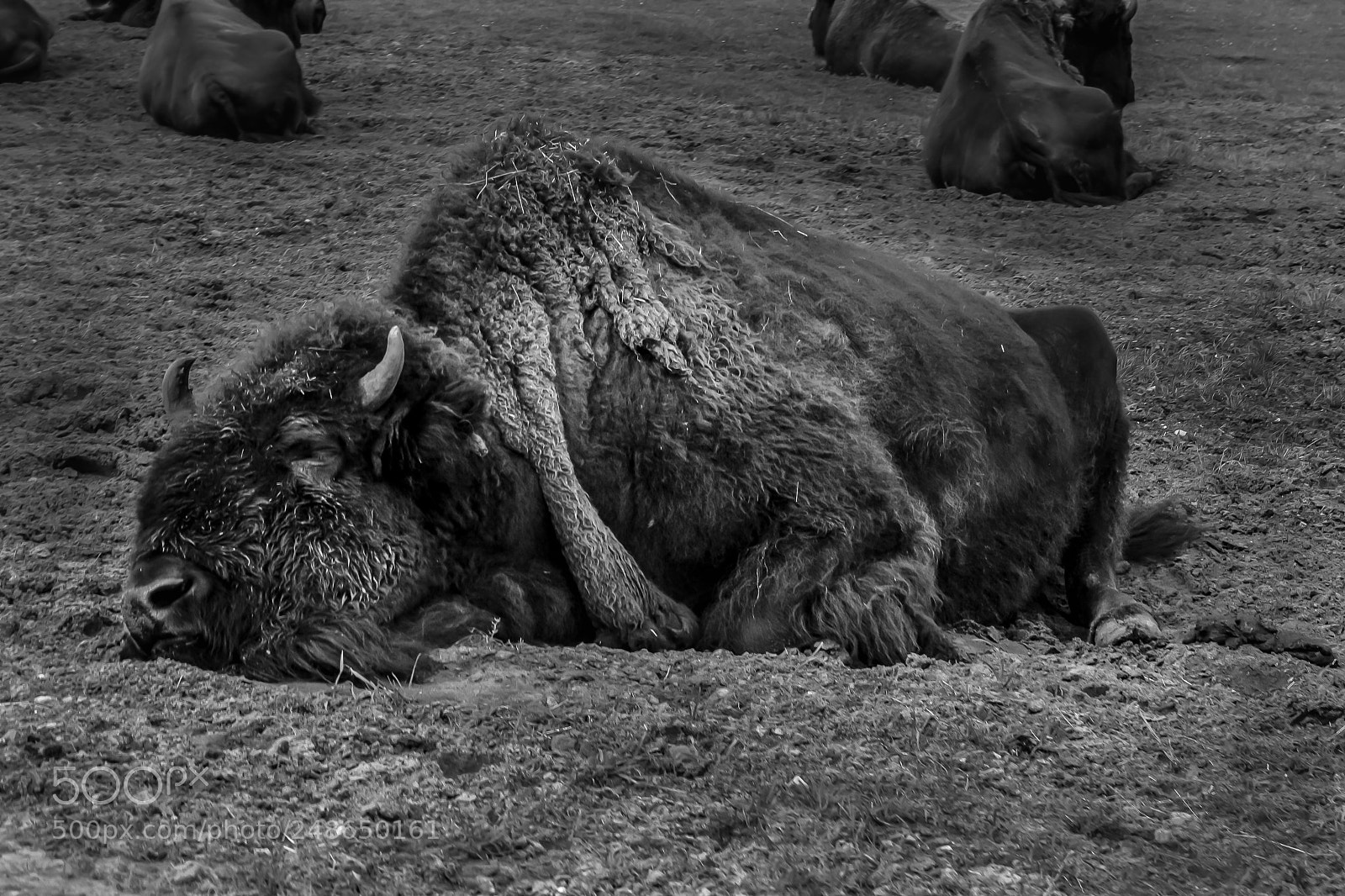 Canon EOS 400D (EOS Digital Rebel XTi / EOS Kiss Digital X) sample photo. Musk ox photography