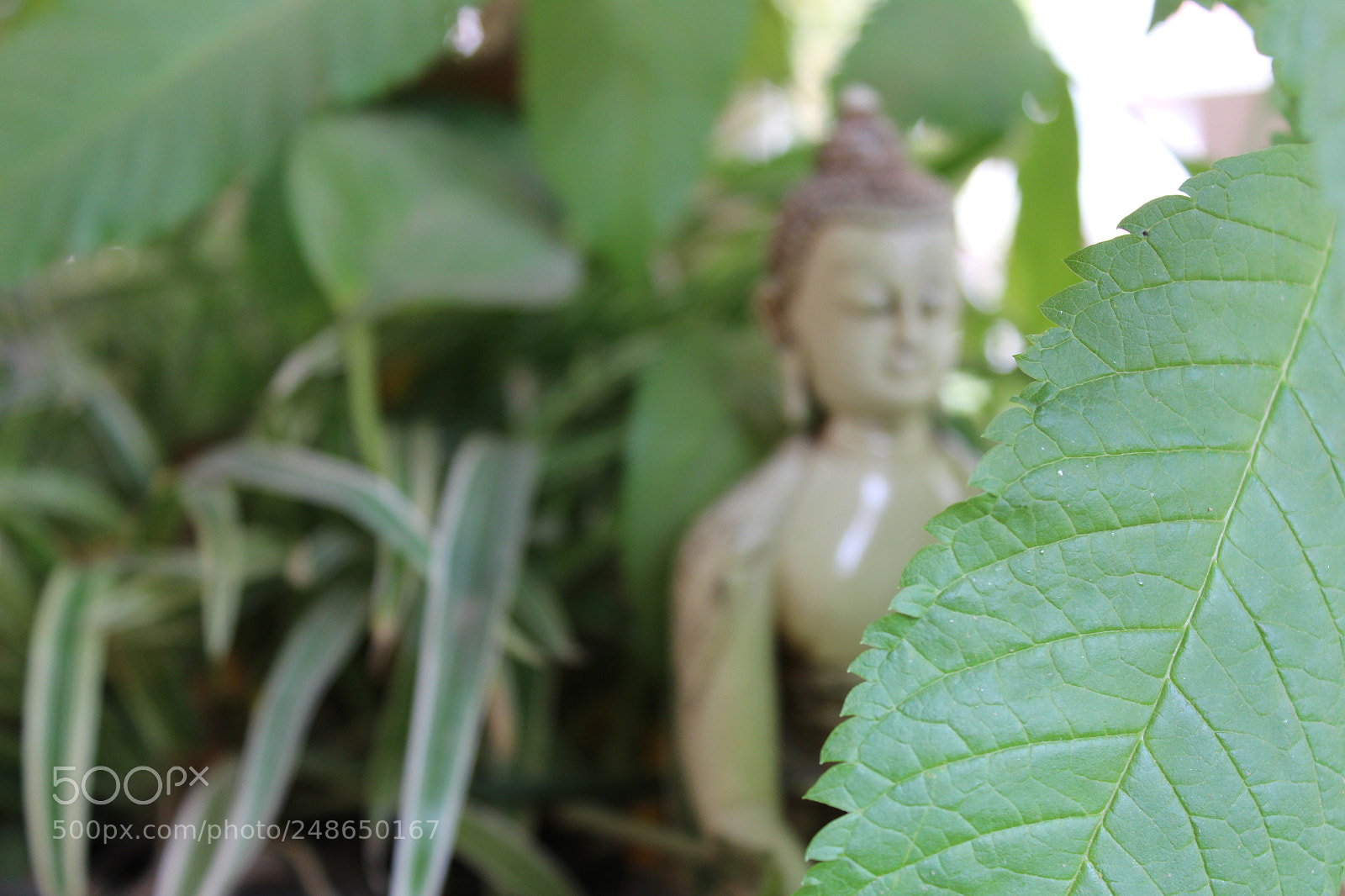 Canon EOS 1300D (EOS Rebel T6 / EOS Kiss X80) sample photo. Life everywhere photography