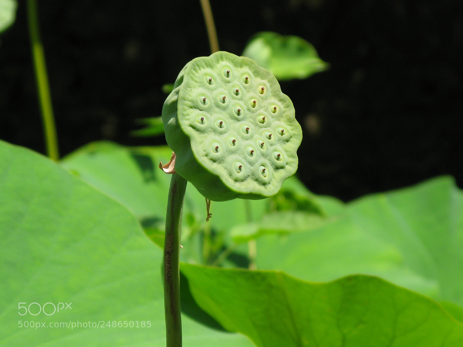 Canon POWERSHOT G9 sample photo. Img photography