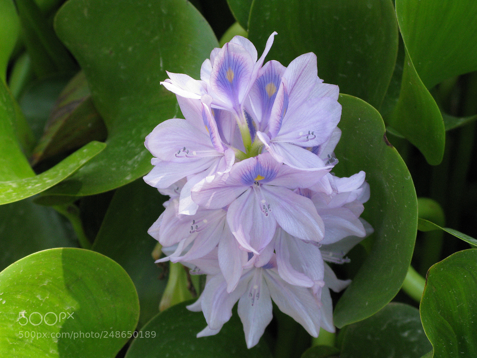 Canon POWERSHOT G9 sample photo. Img photography