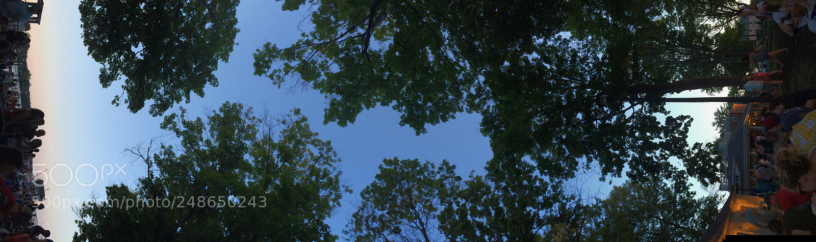 Apple iPhone 5s sample photo. Tree canopy in upwards photography