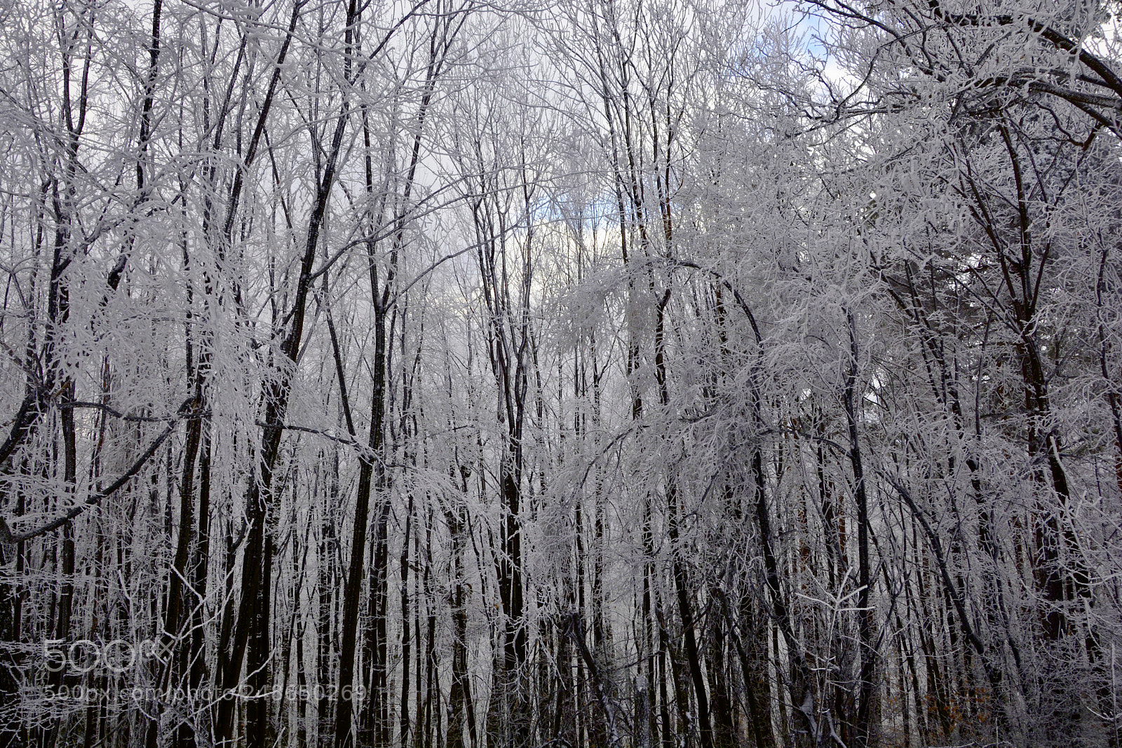 Nikon D5200 sample photo. Untitled photography