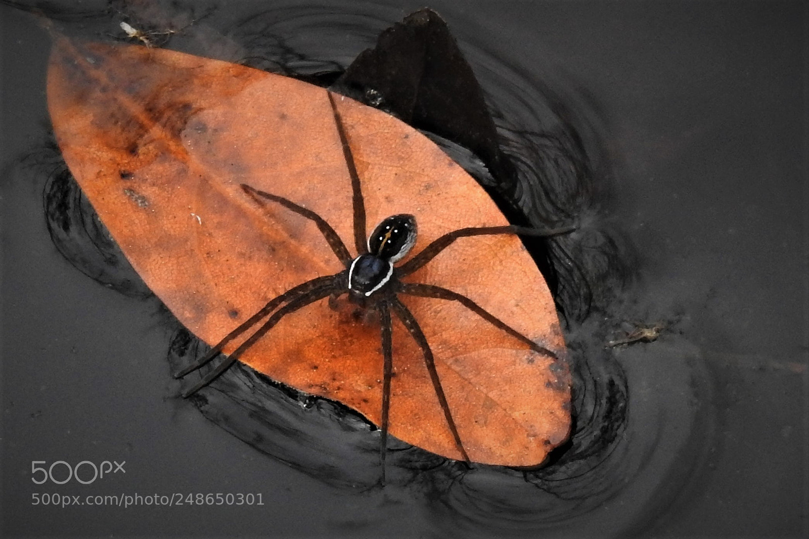 Nikon Coolpix P900 sample photo. Okefenokee spider on leaf photography