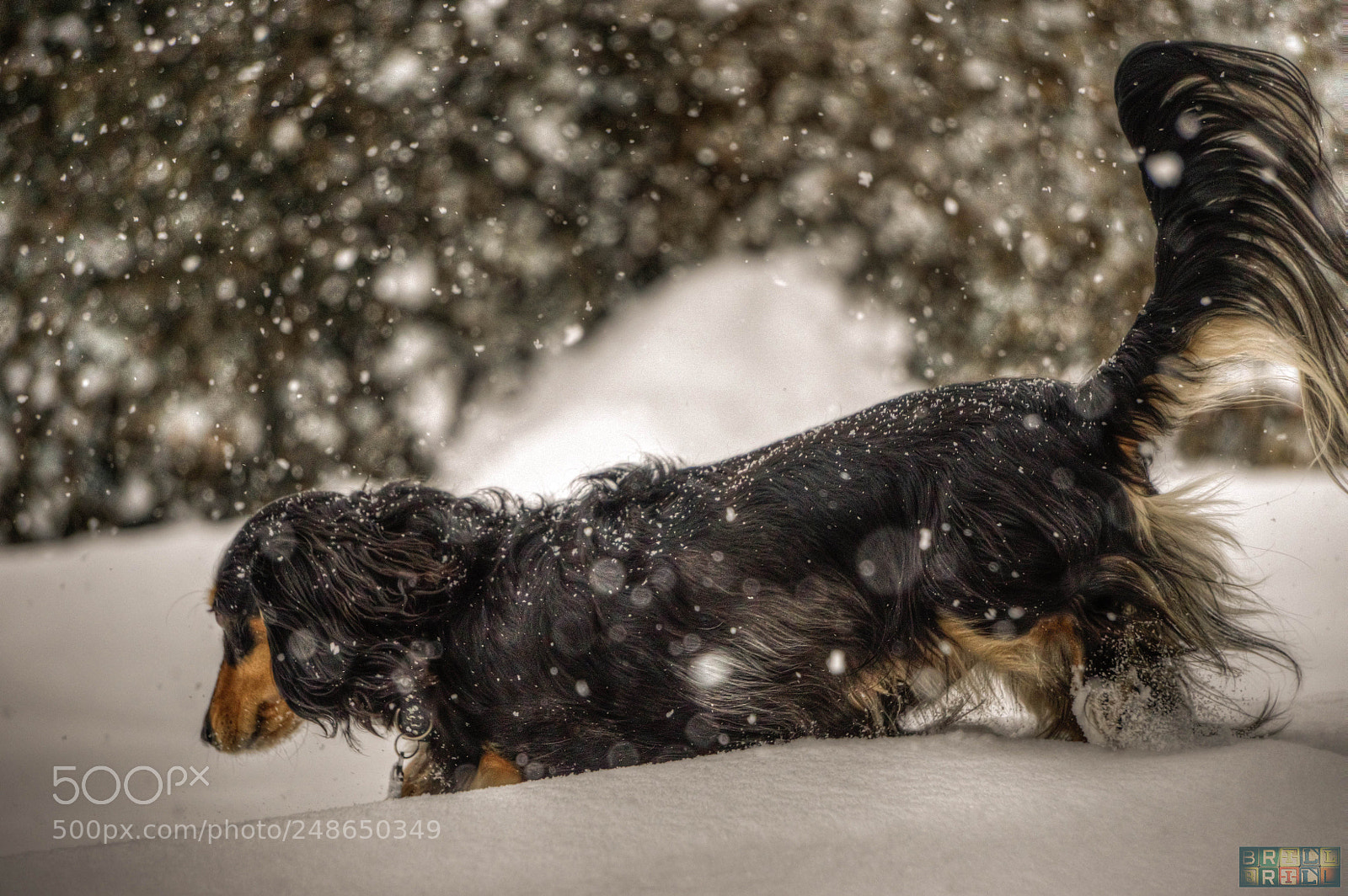 Sony a6000 sample photo. "dachshund through the snow..." photography