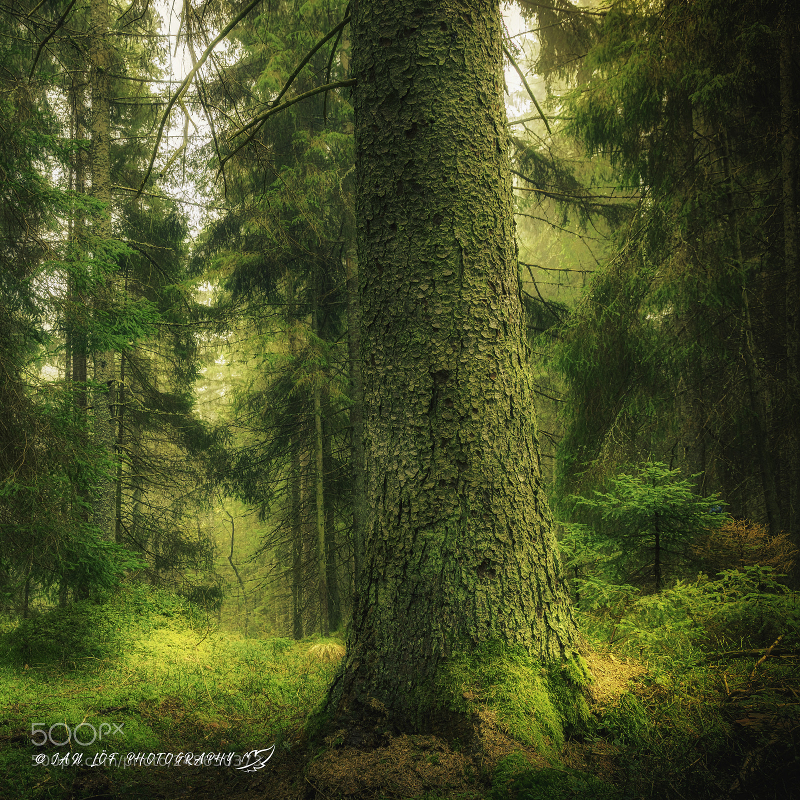 Nikon D5100 sample photo. Fairytale photography