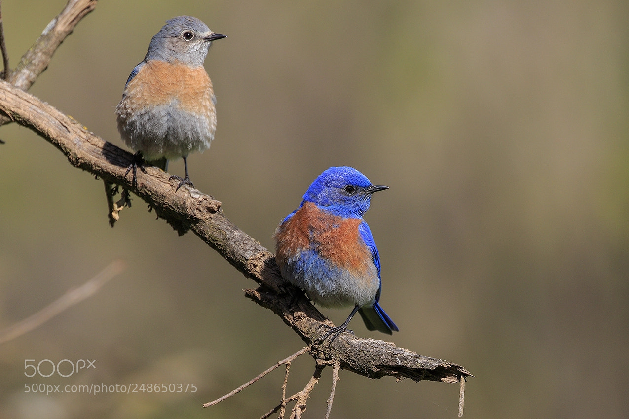 Canon EOS 7D Mark II sample photo. Western bluebirds photography