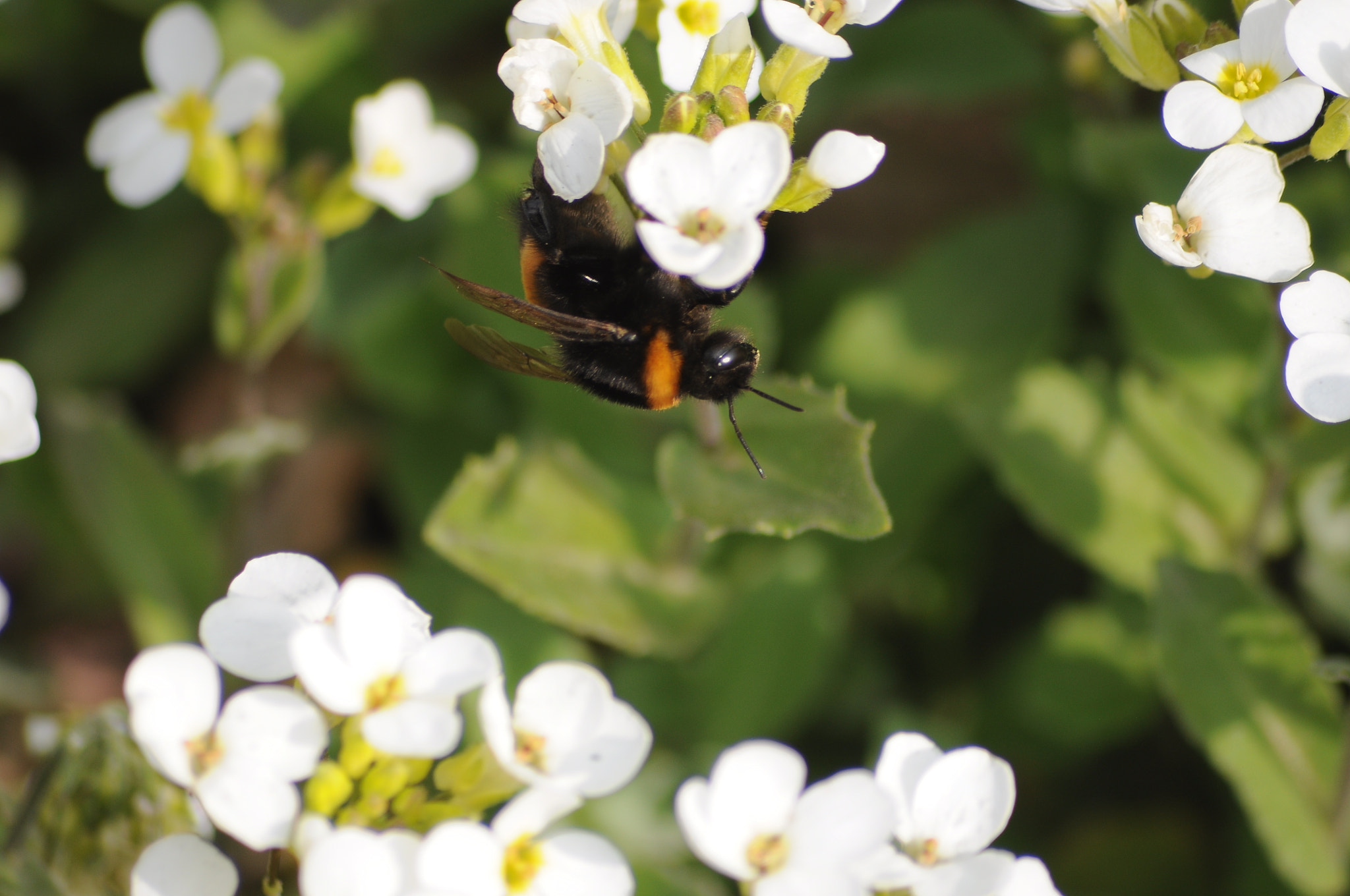Sigma 70-300mm F4-5.6 APO DG Macro sample photo