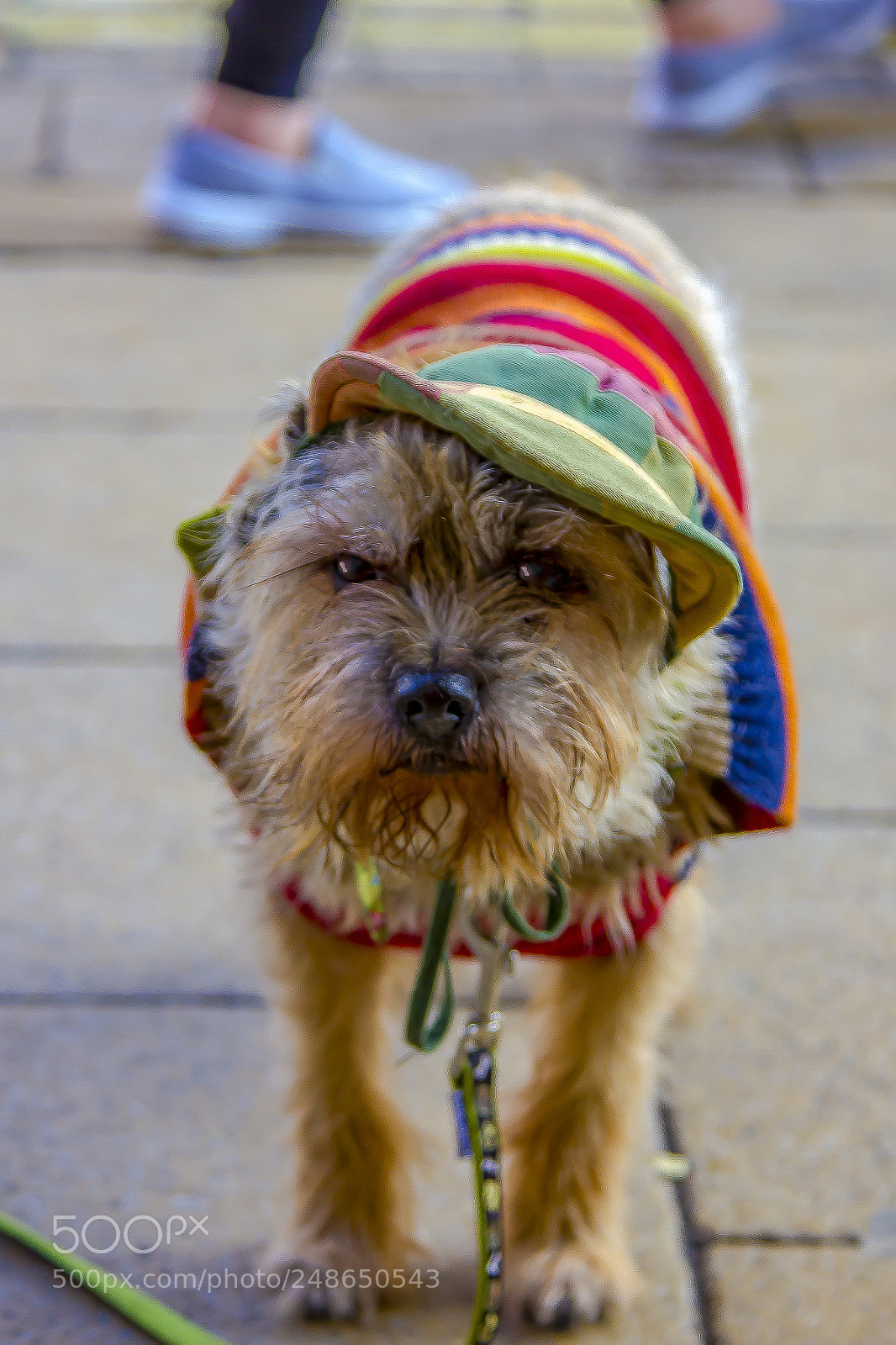 Canon EOS 550D (EOS Rebel T2i / EOS Kiss X4) sample photo. Well dressed canine photography