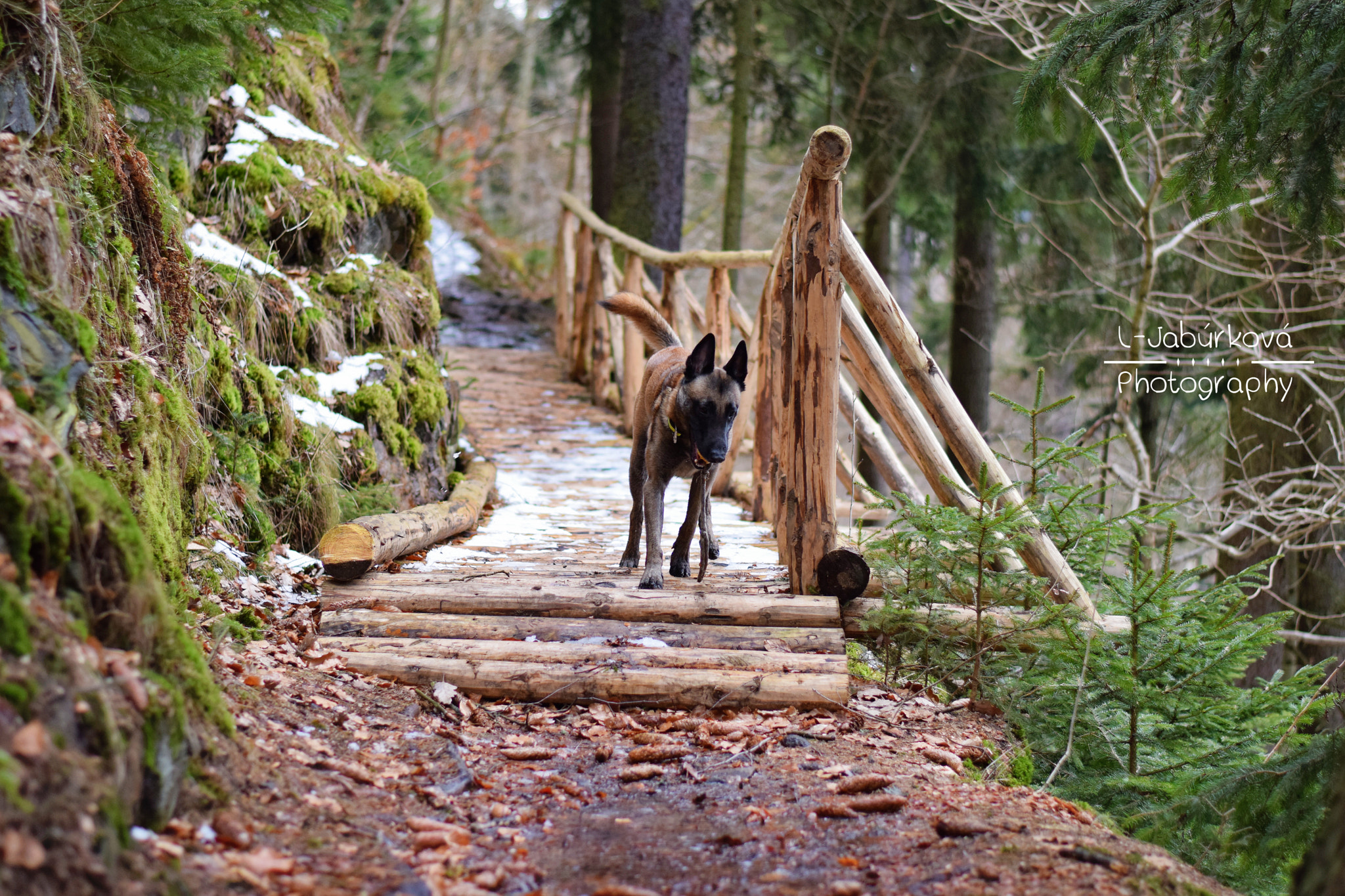 Nikon AF-S Nikkor 50mm F1.8G sample photo. Amigo in the forest photography