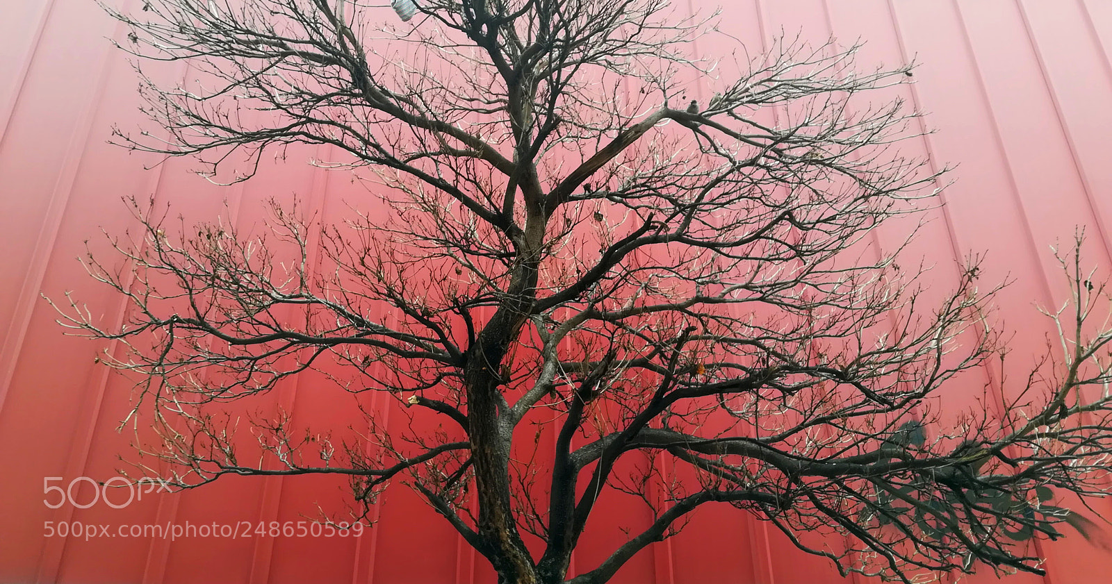 HUAWEI PRA-LX1 sample photo. Trama y fondo photography