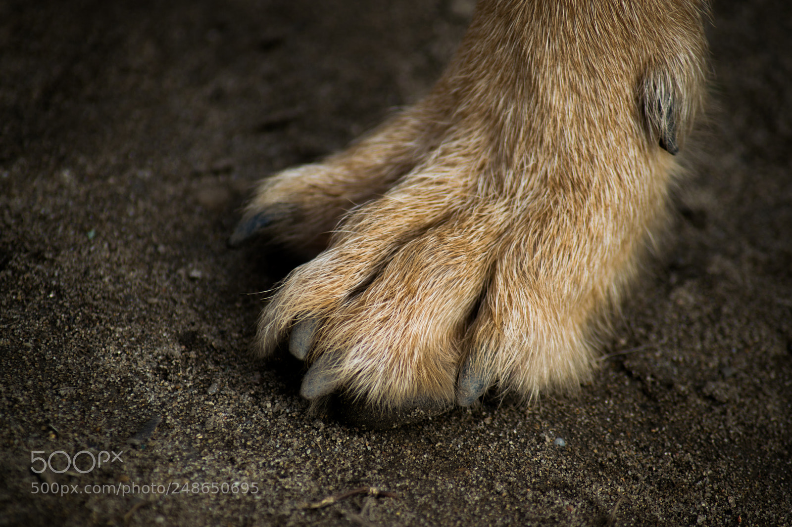 Nikon D5300 sample photo. Leaving a "pawprint" photography
