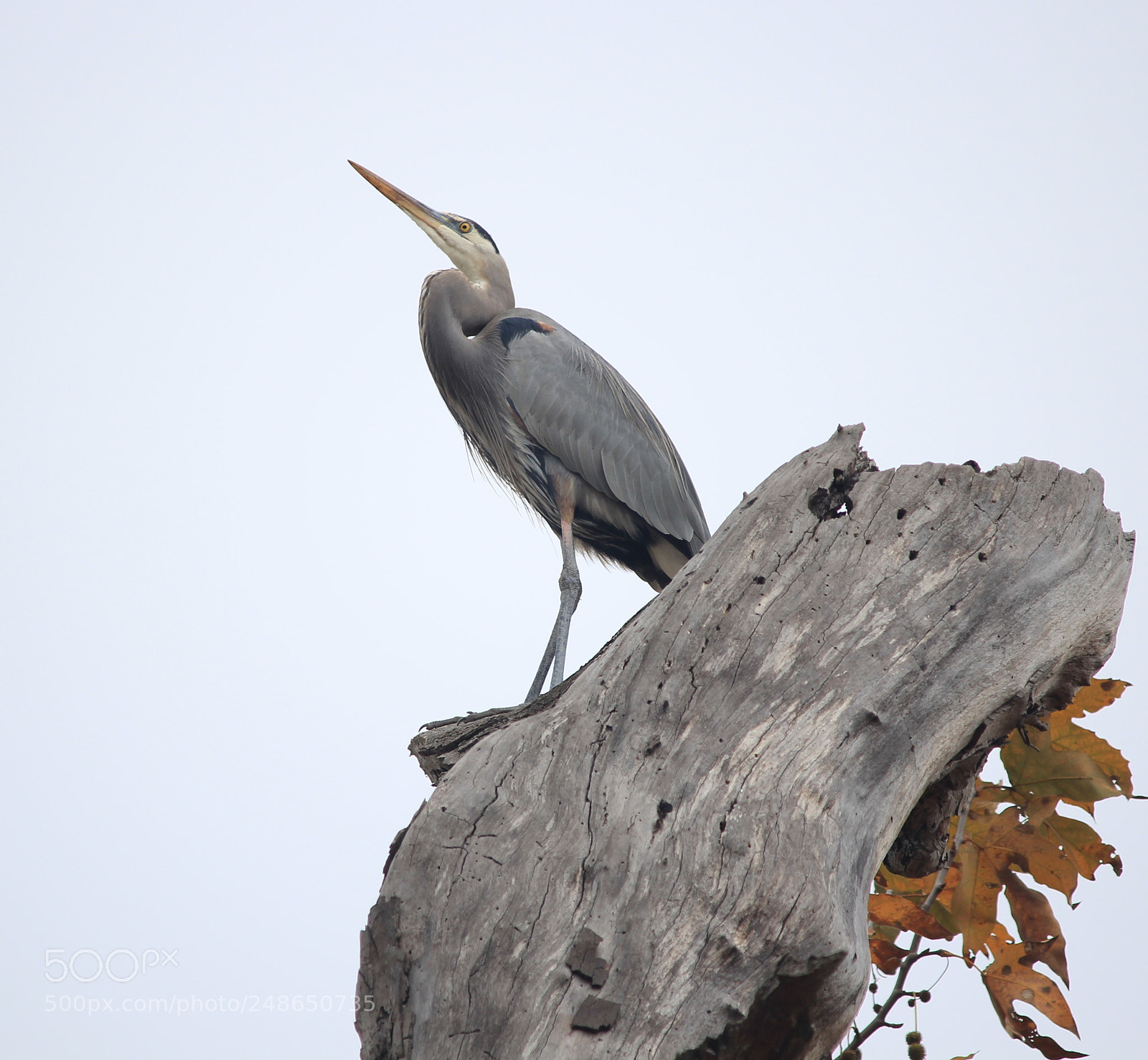 Canon EOS 60D sample photo. Up on the old photography