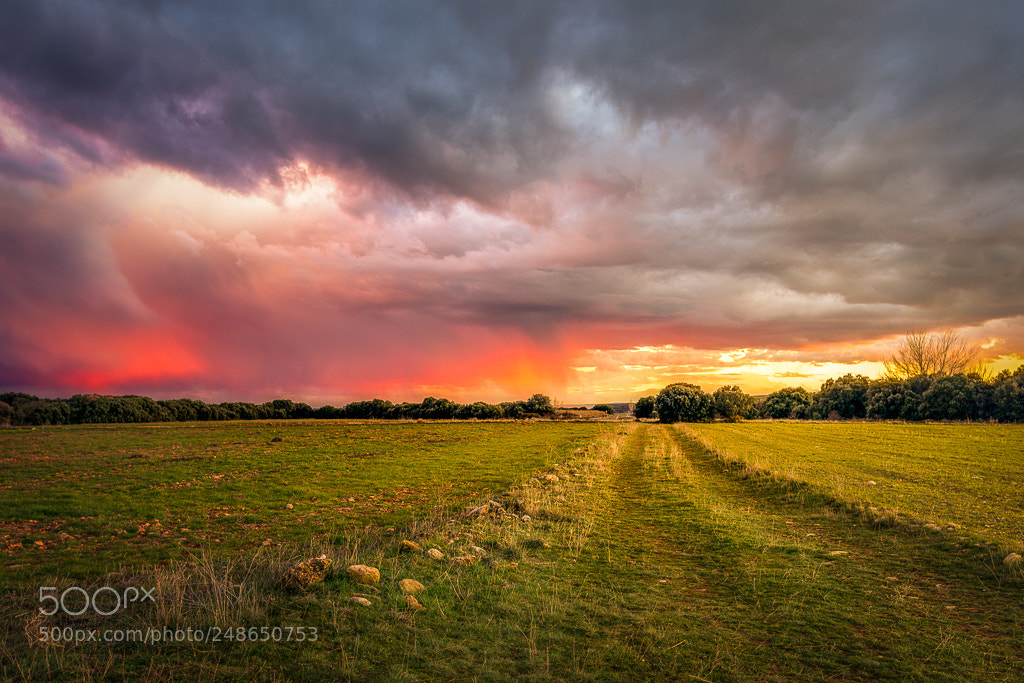 Nikon D810 sample photo. Tierras del abadiado photography