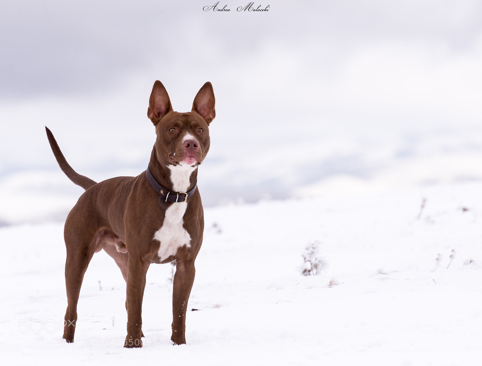 Nikon D610 sample photo. My dog photography