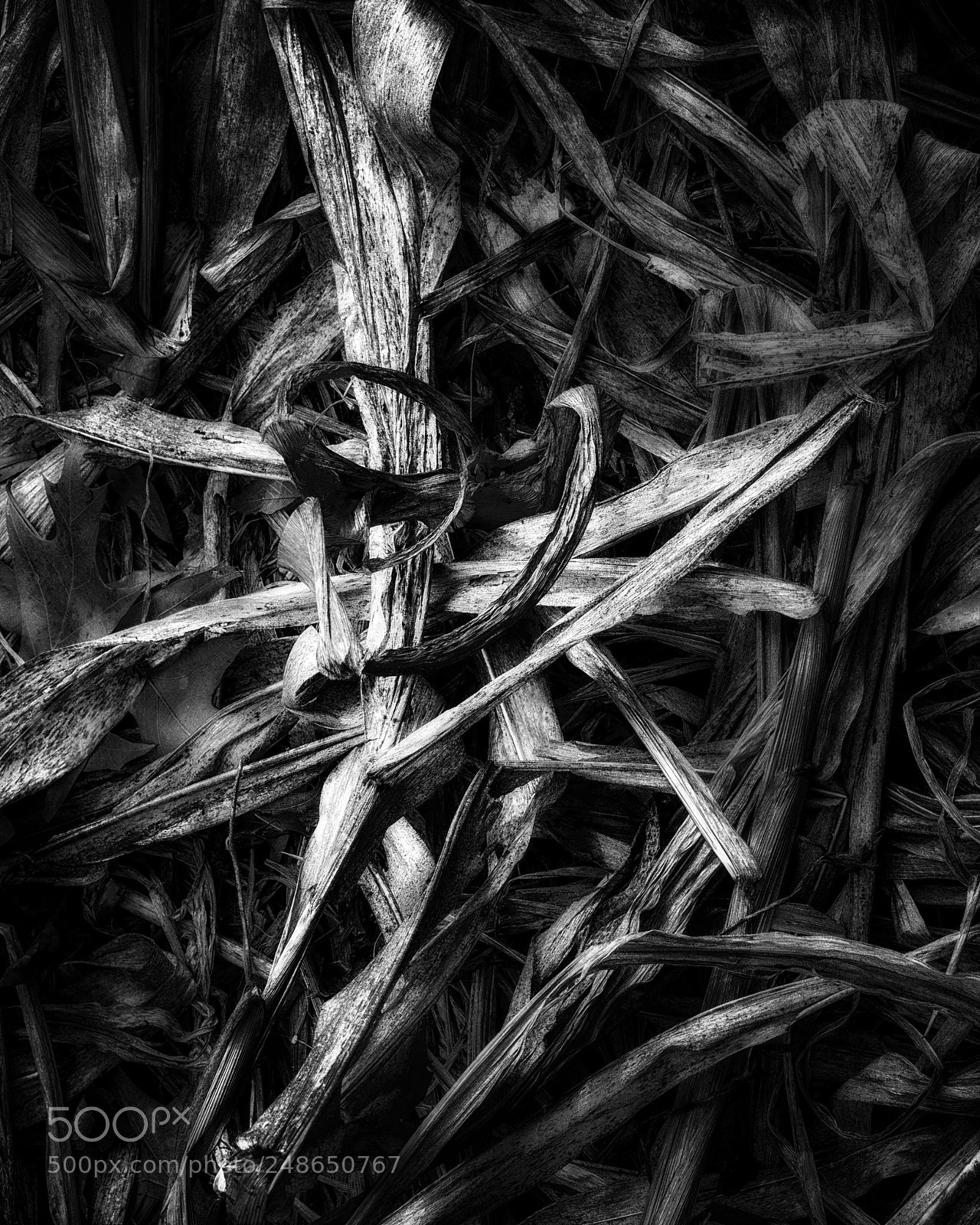Nikon D500 sample photo. Nature abstract photography