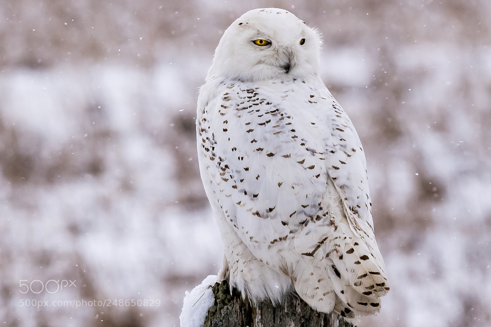 Nikon D500 sample photo. Snowy owl with intense photography