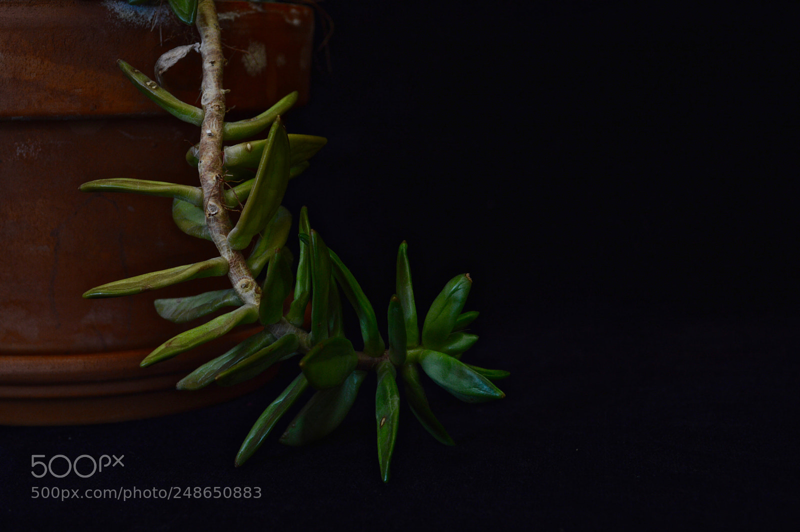 Nikon D3200 sample photo. Plant i photography