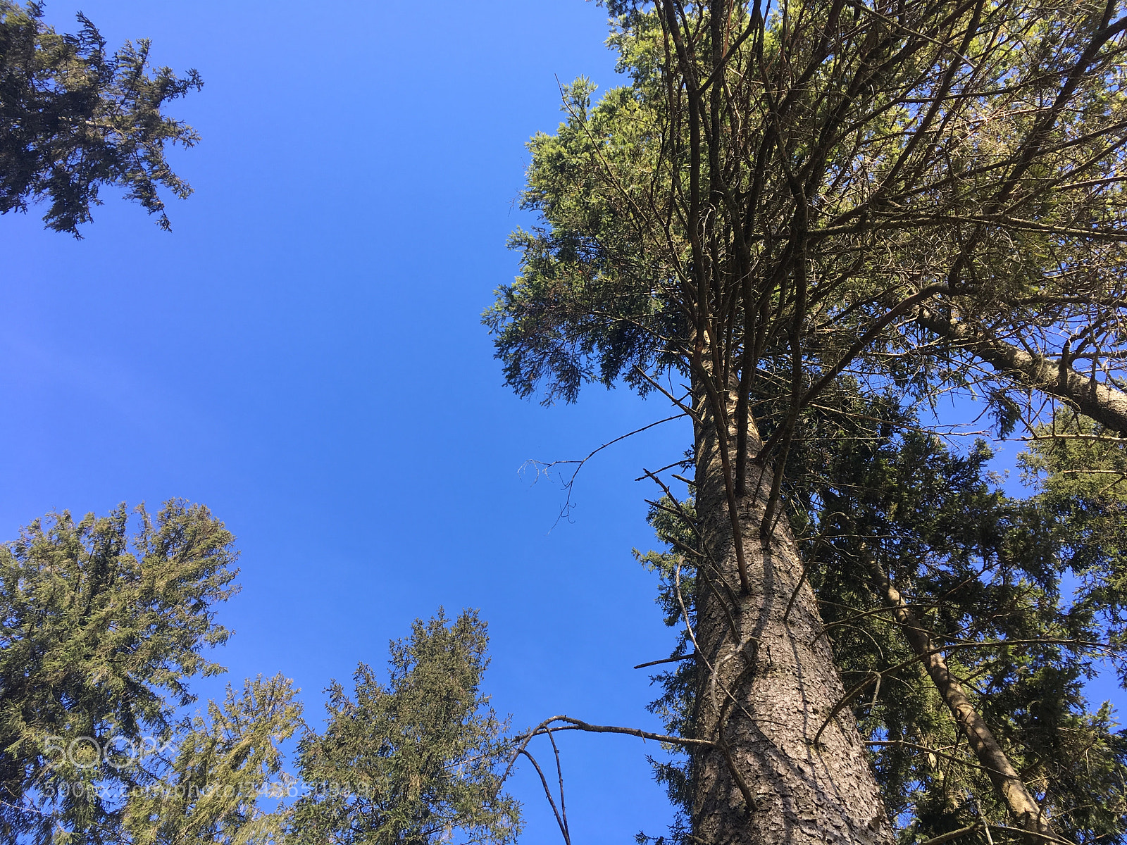 Apple iPhone SE sample photo. To the sky photography