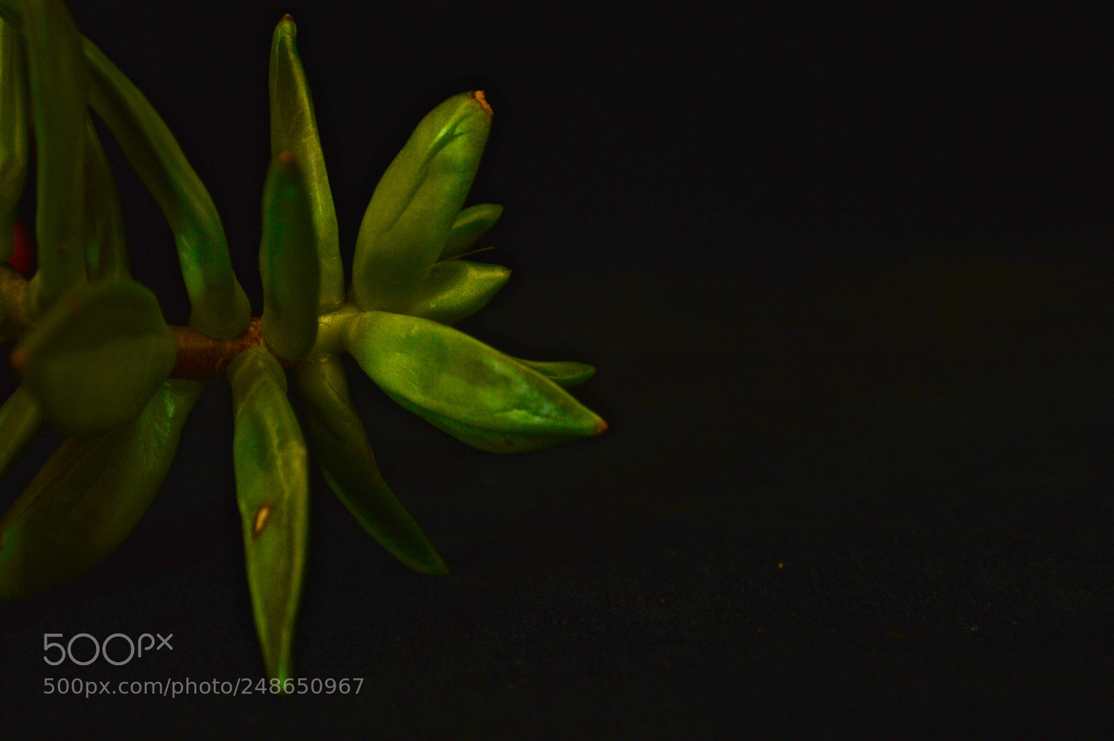 Nikon D3200 sample photo. Plant ii photography