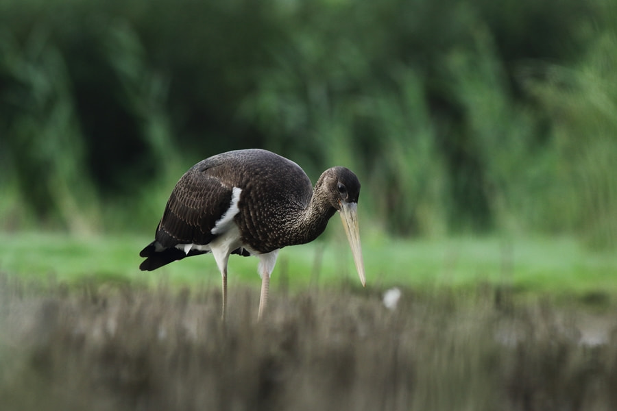 Canon EOS 60D + Canon EF 400mm F5.6L USM sample photo. Black stork (ciconia nigra) photography