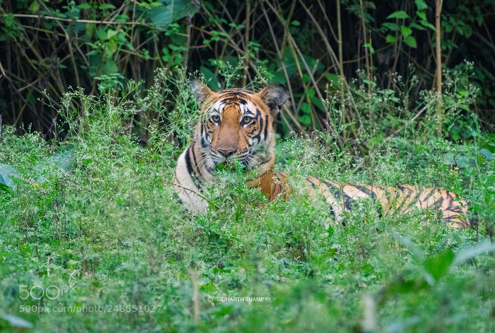 Nikon D850 sample photo. Bigcat photography