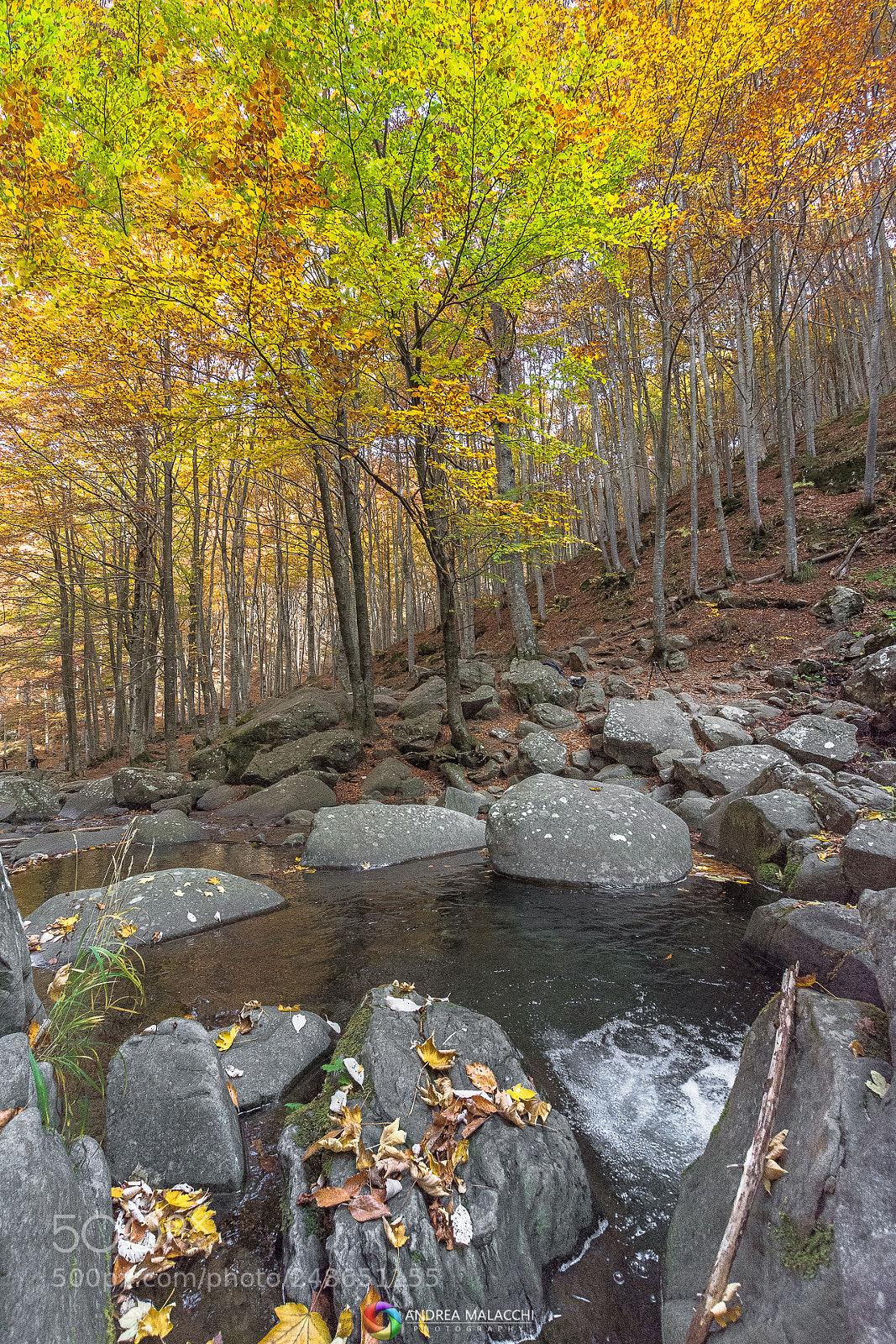 Nikon D7200 sample photo. Autumn color photography