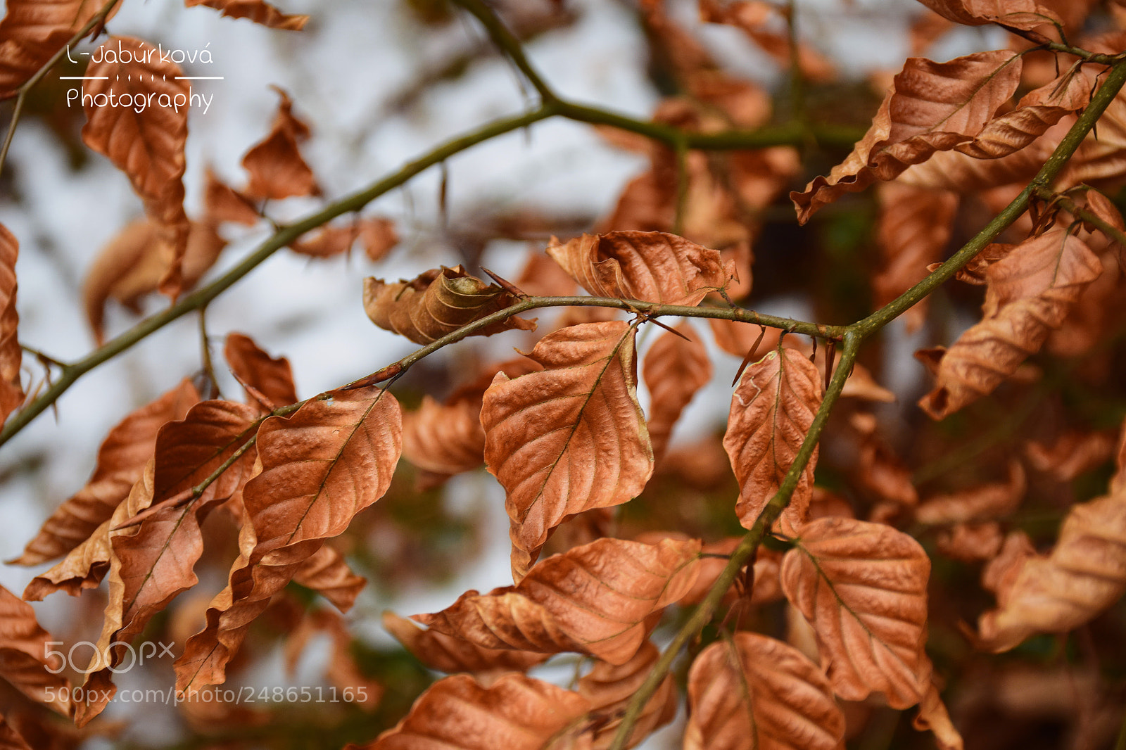 Nikon D5300 sample photo. Twigs photography