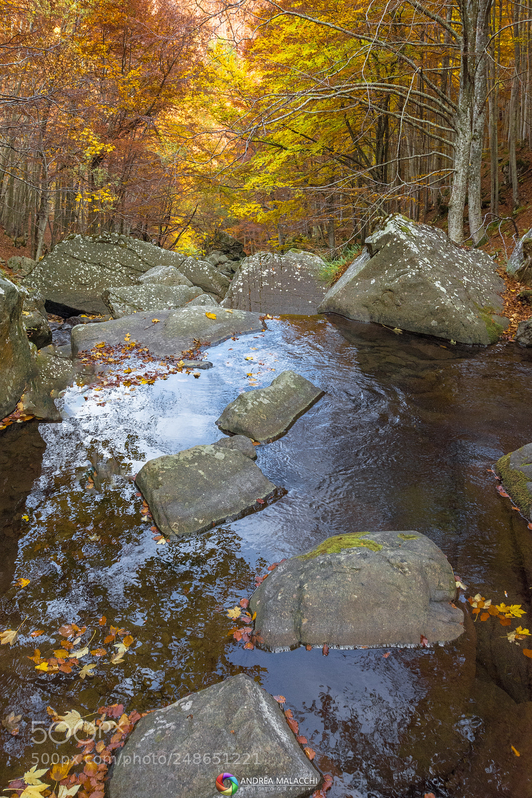Nikon D7200 sample photo. Autumn colors photography