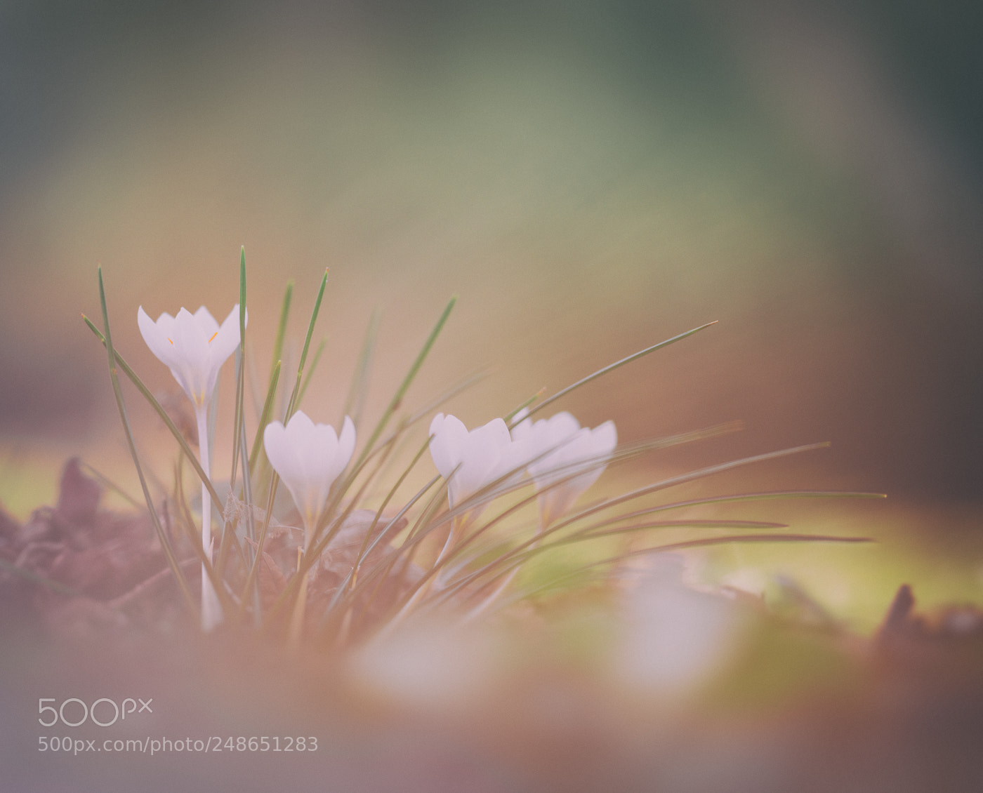 Nikon D800 sample photo. Crocuses photography