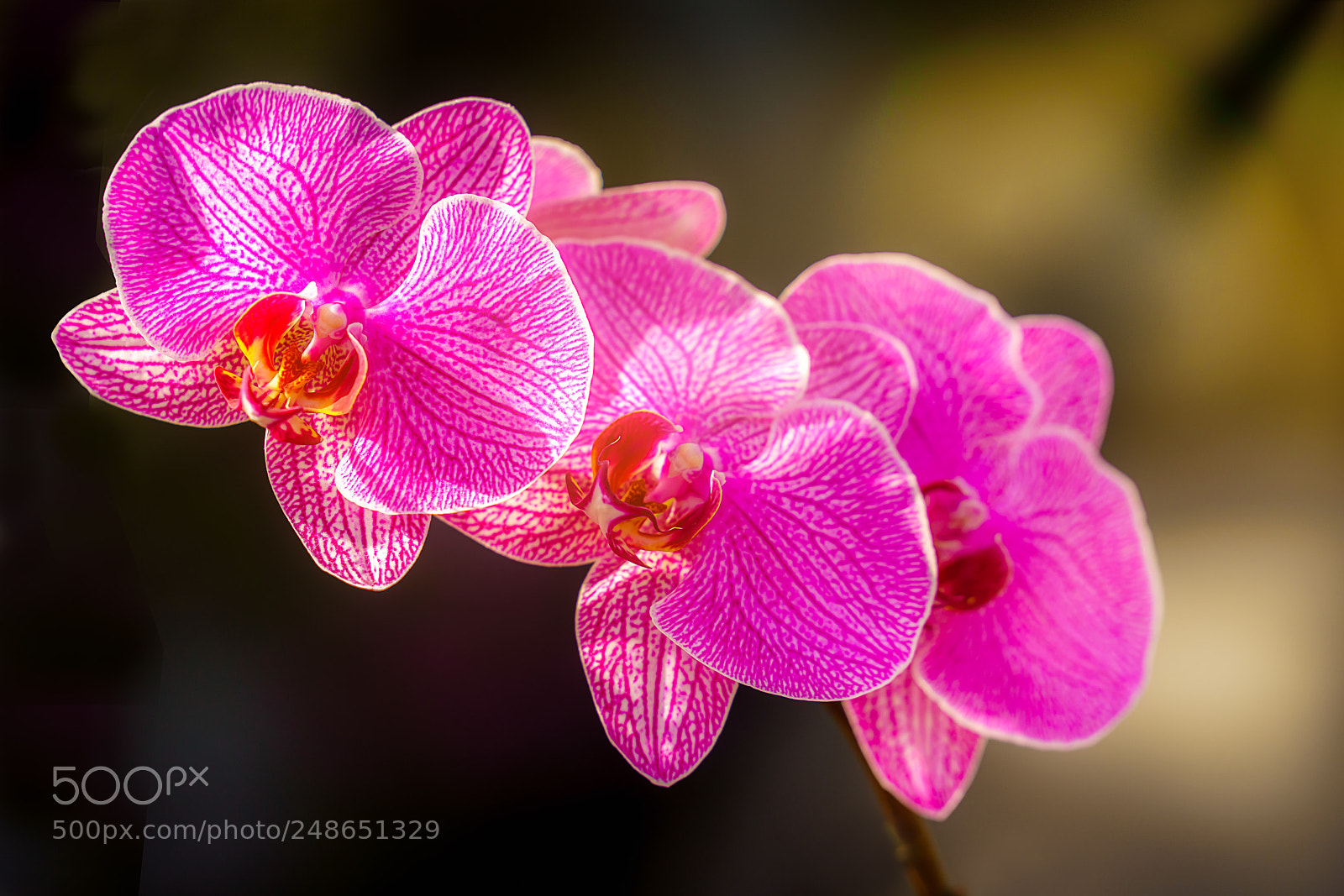 Sony a7R III sample photo. Orchid photography