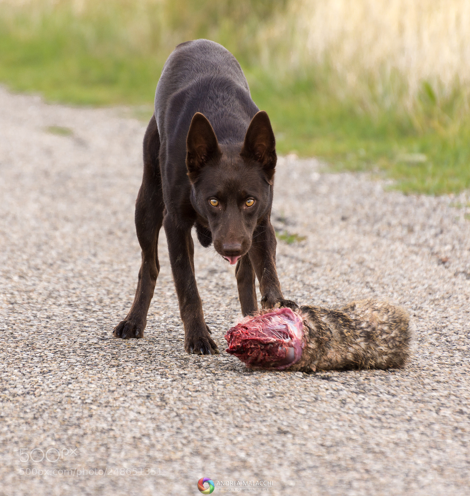 Nikon D7200 sample photo. Stray dog photography