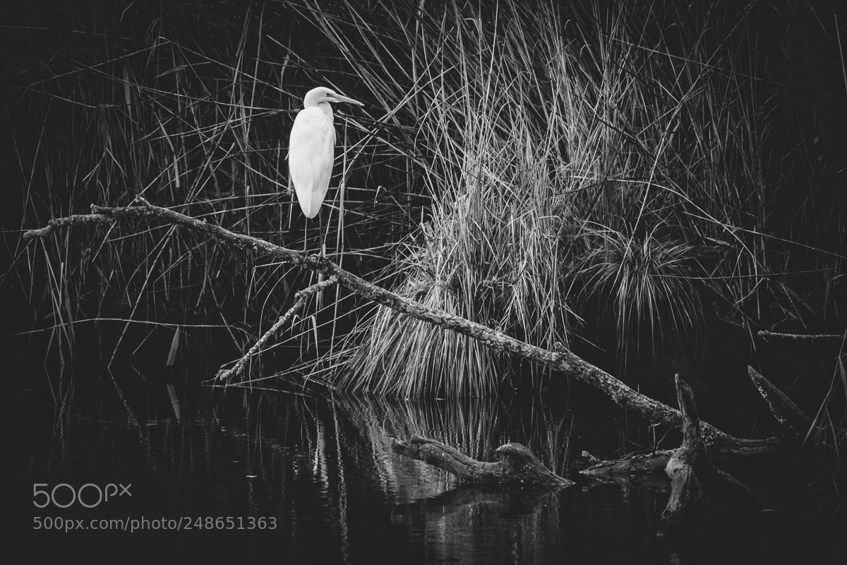 Nikon D500 sample photo. Great egret photography