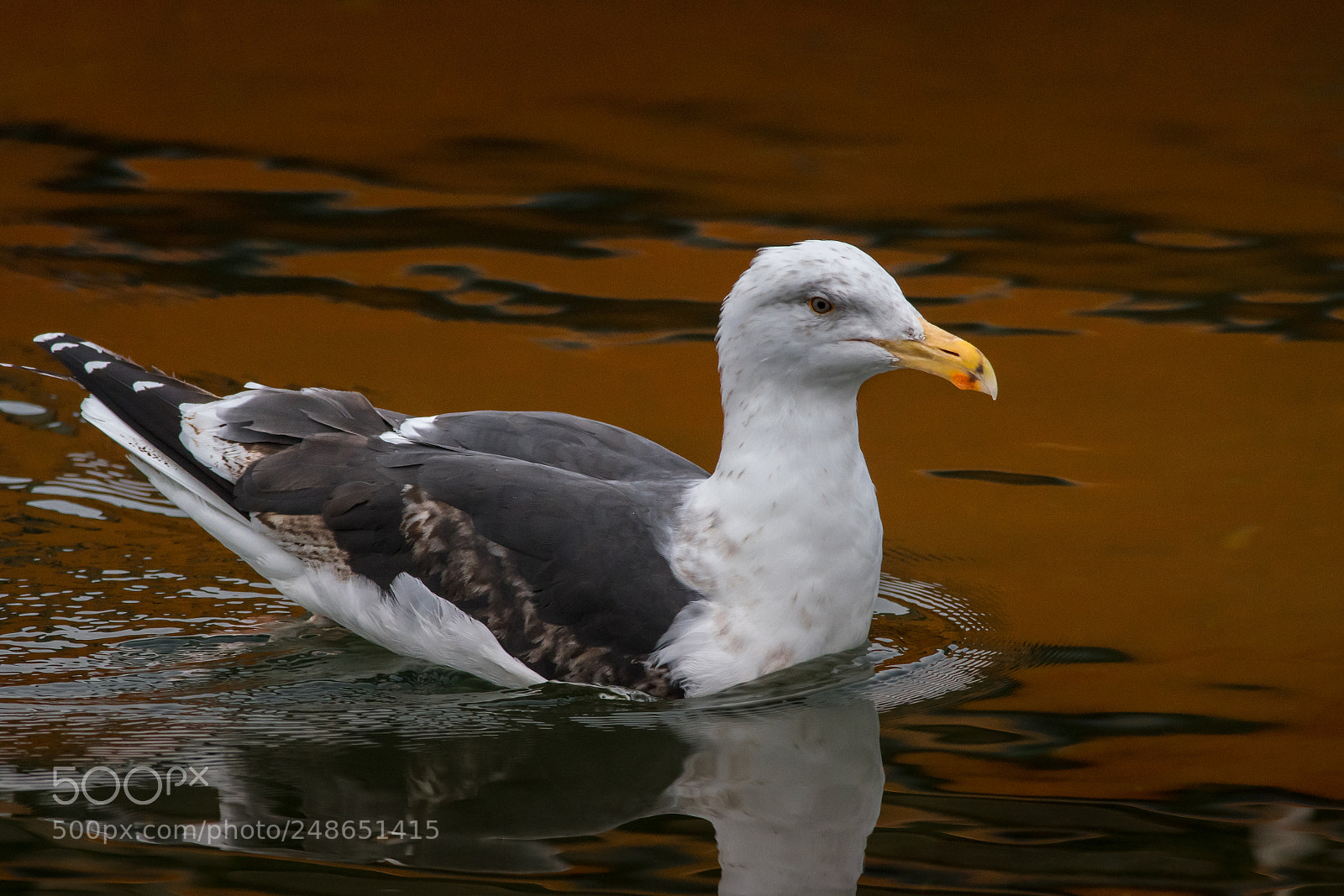 Nikon D500 sample photo. Great black-backed gull photography