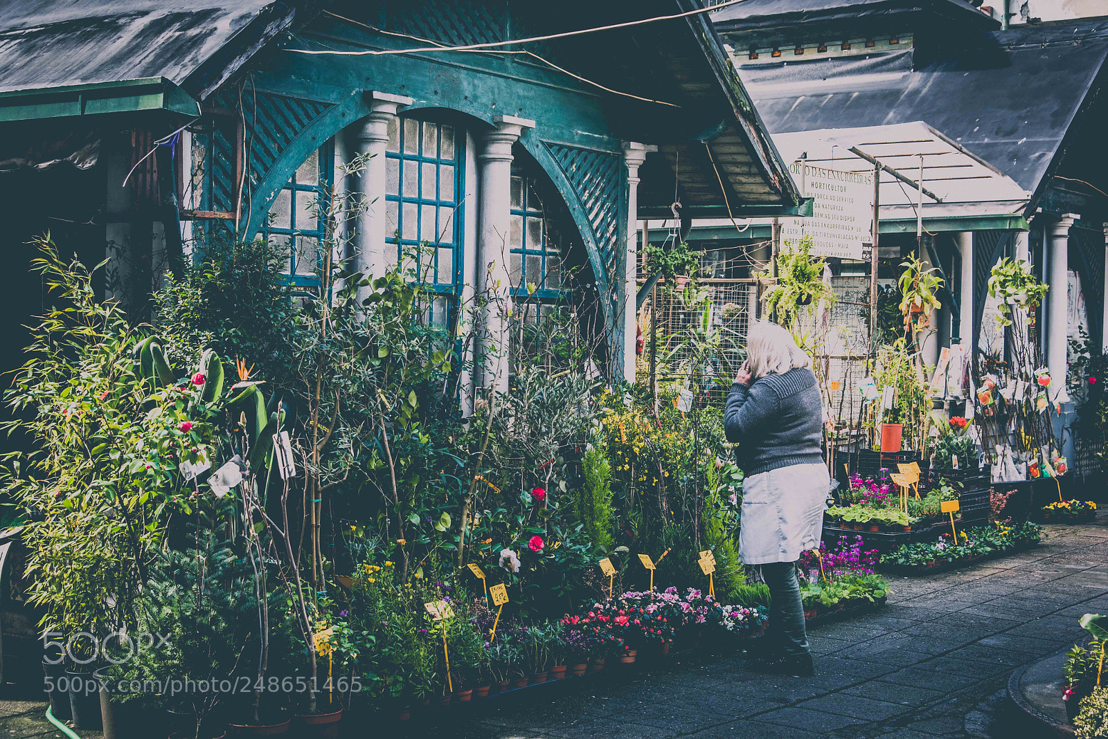 Nikon D810 sample photo. Flower and plant stall photography