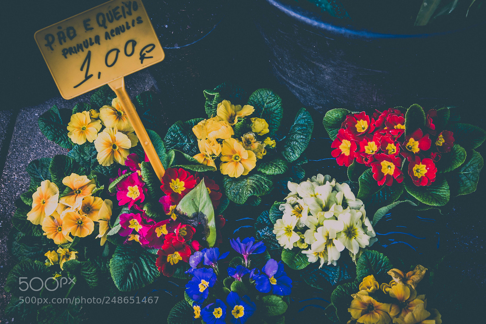 Nikon D810 sample photo. Primula for sale photography