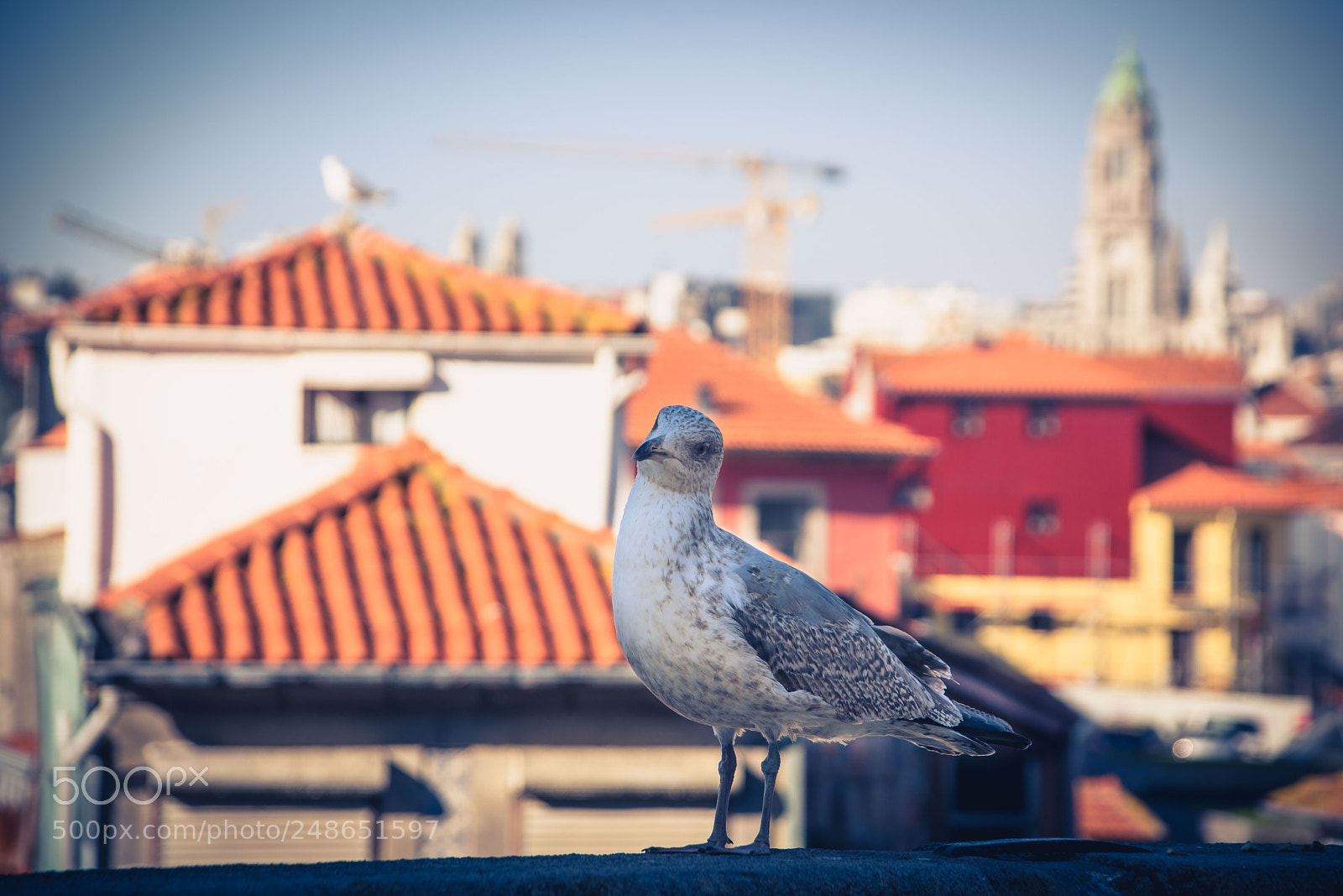 Nikon D810 sample photo. Seagull photography