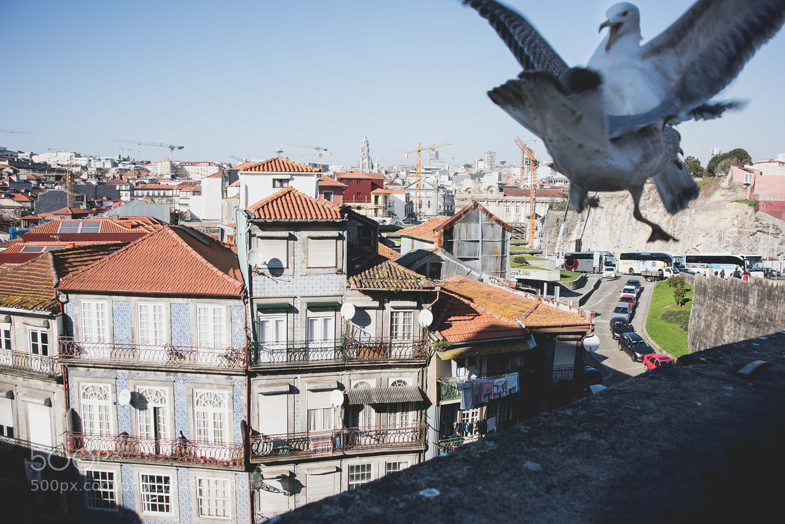 Nikon D810 sample photo. Seagulls landing photography