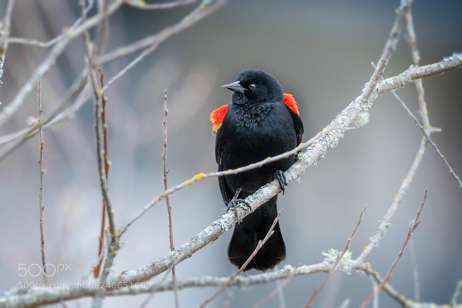 Nikon D610 sample photo. Red wing blackbird photography