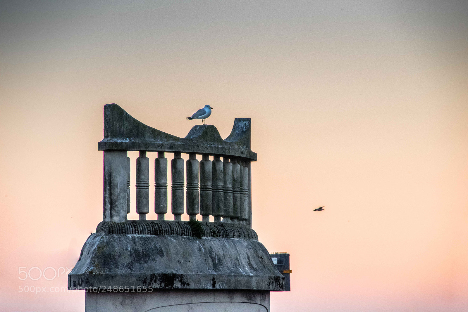 Nikon D810 sample photo. Seagull in the sunset photography