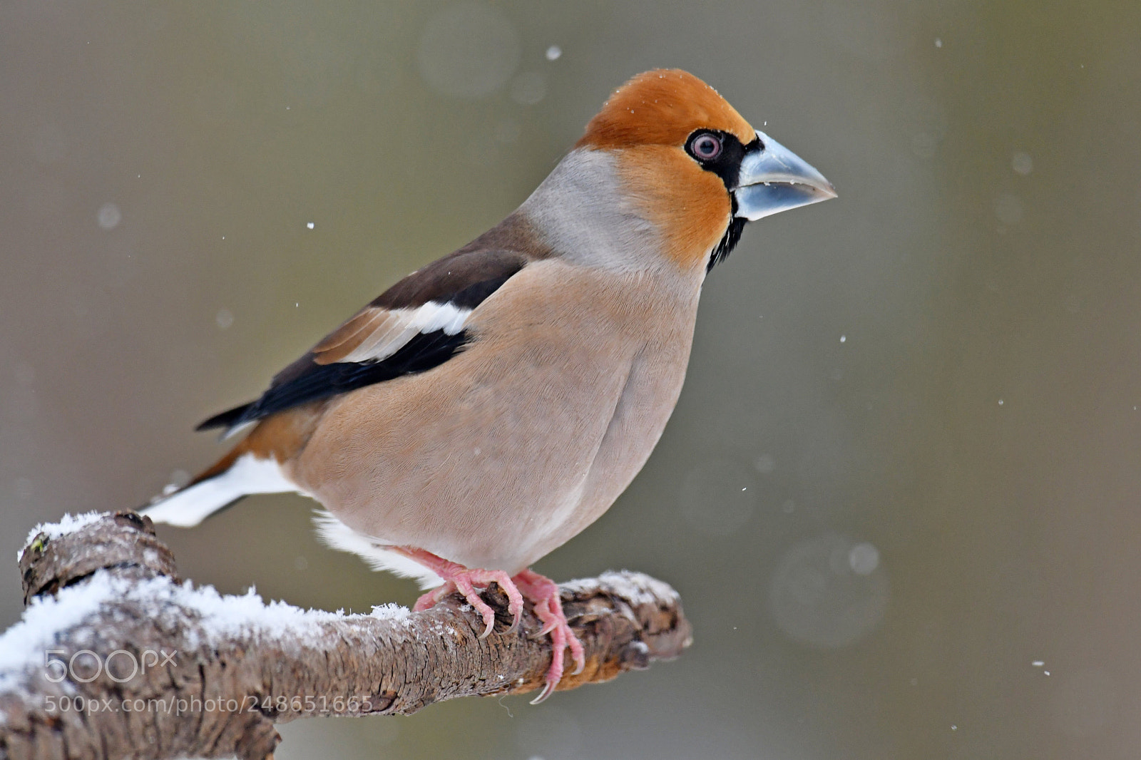 Nikon D500 sample photo. Hawfinch photography