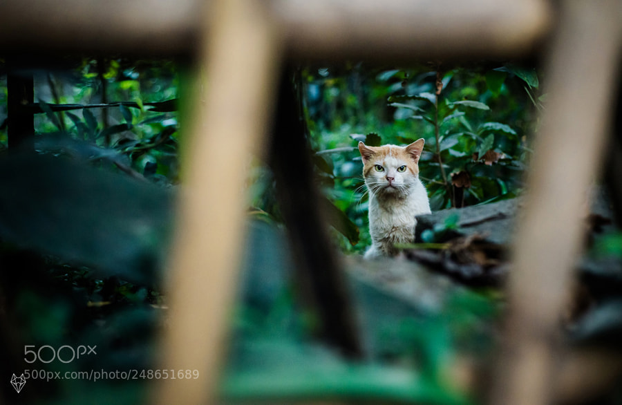 Nikon D610 sample photo. What are you doing photography