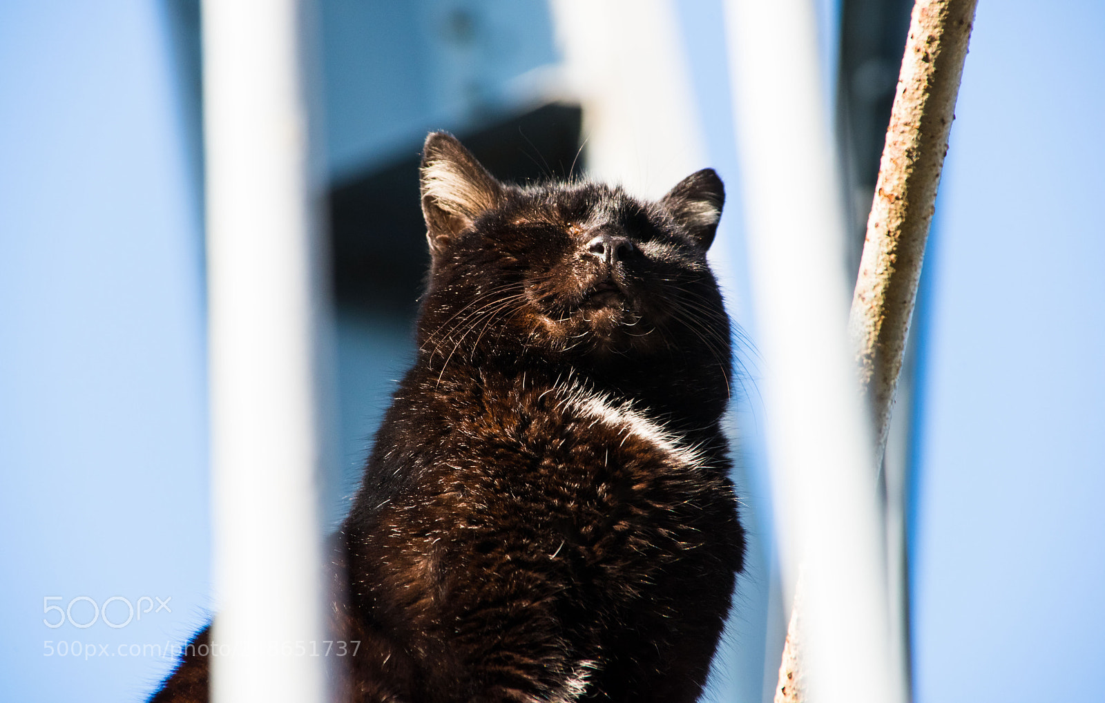 Nikon D810 sample photo. Cat in the sun photography