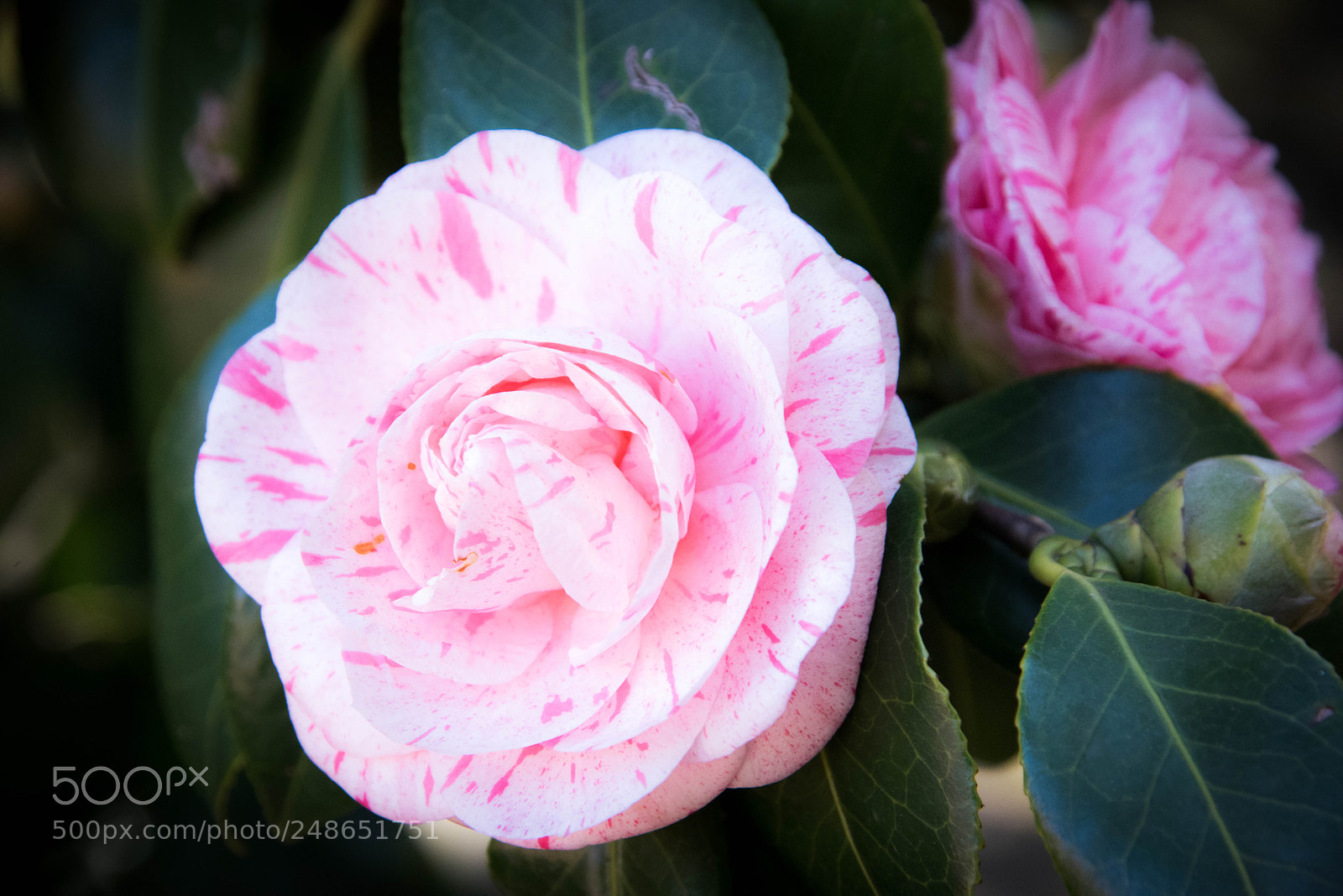Nikon D810 sample photo. Camelia photography