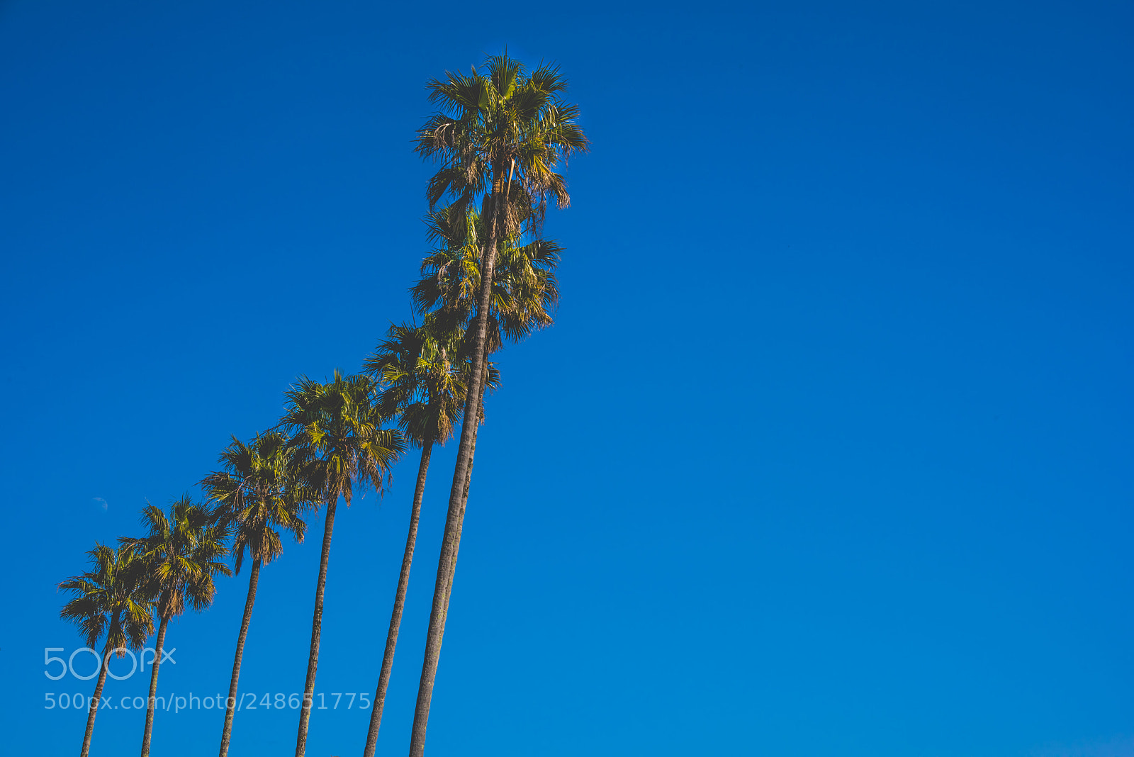 Nikon D810 sample photo. Row of palms photography