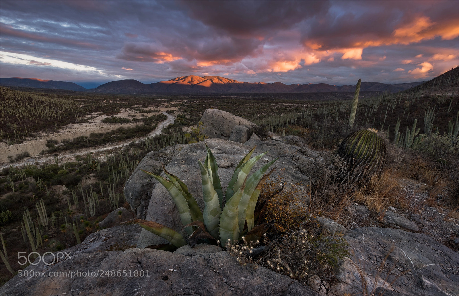 Nikon D810 sample photo. Agave sunset photography