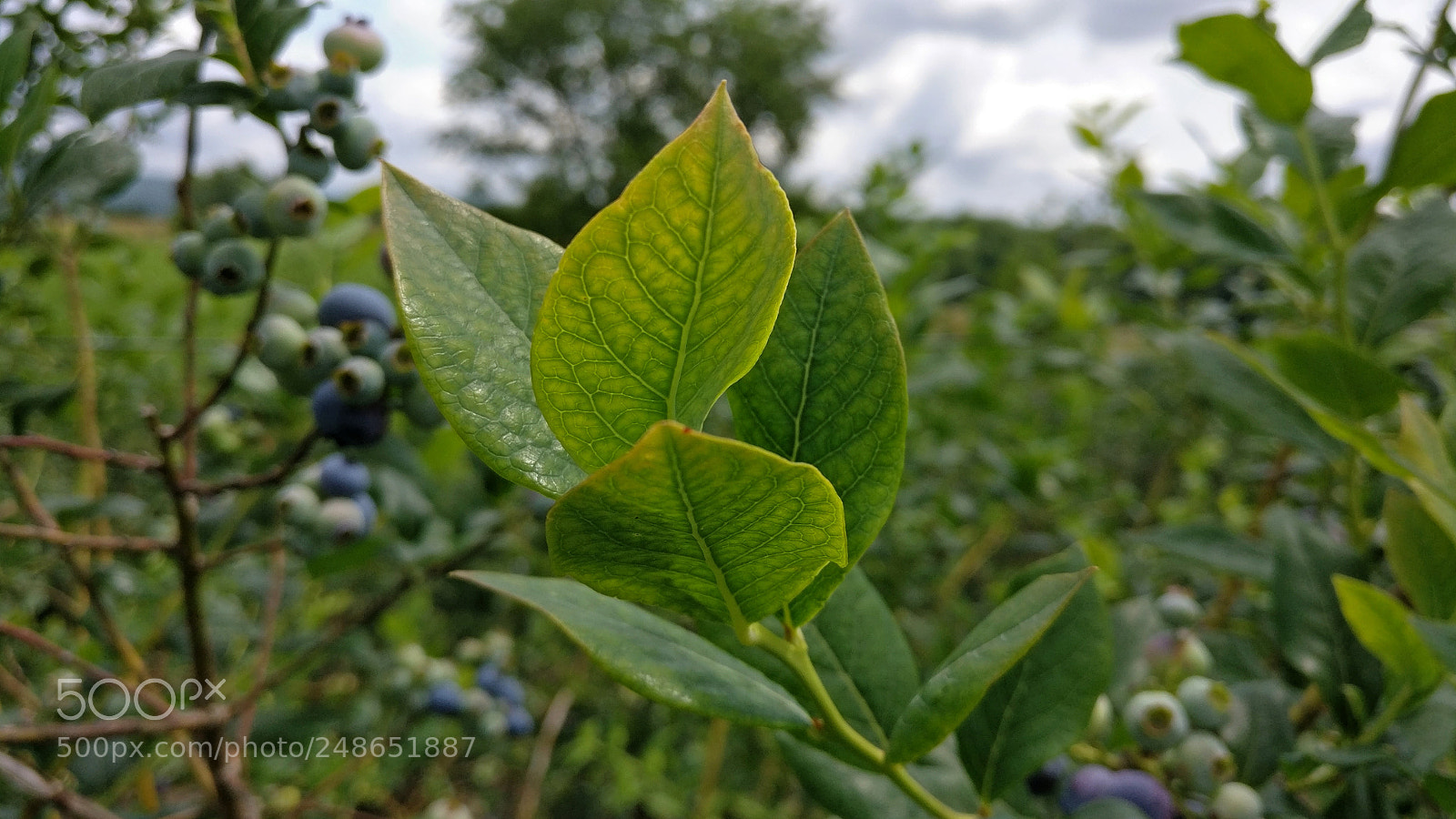 OnePlus A3000 sample photo. Blueberry patch photography