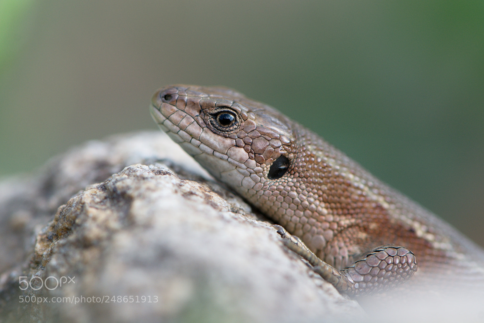 Nikon D7100 sample photo. Lizard photography