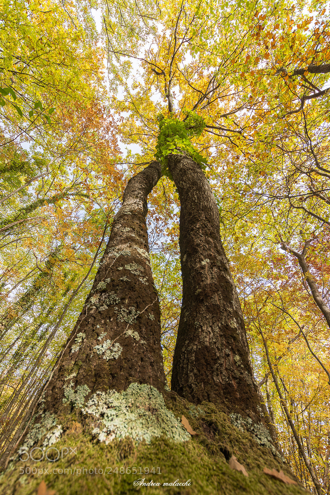 Nikon D7200 sample photo. Unites trees photography