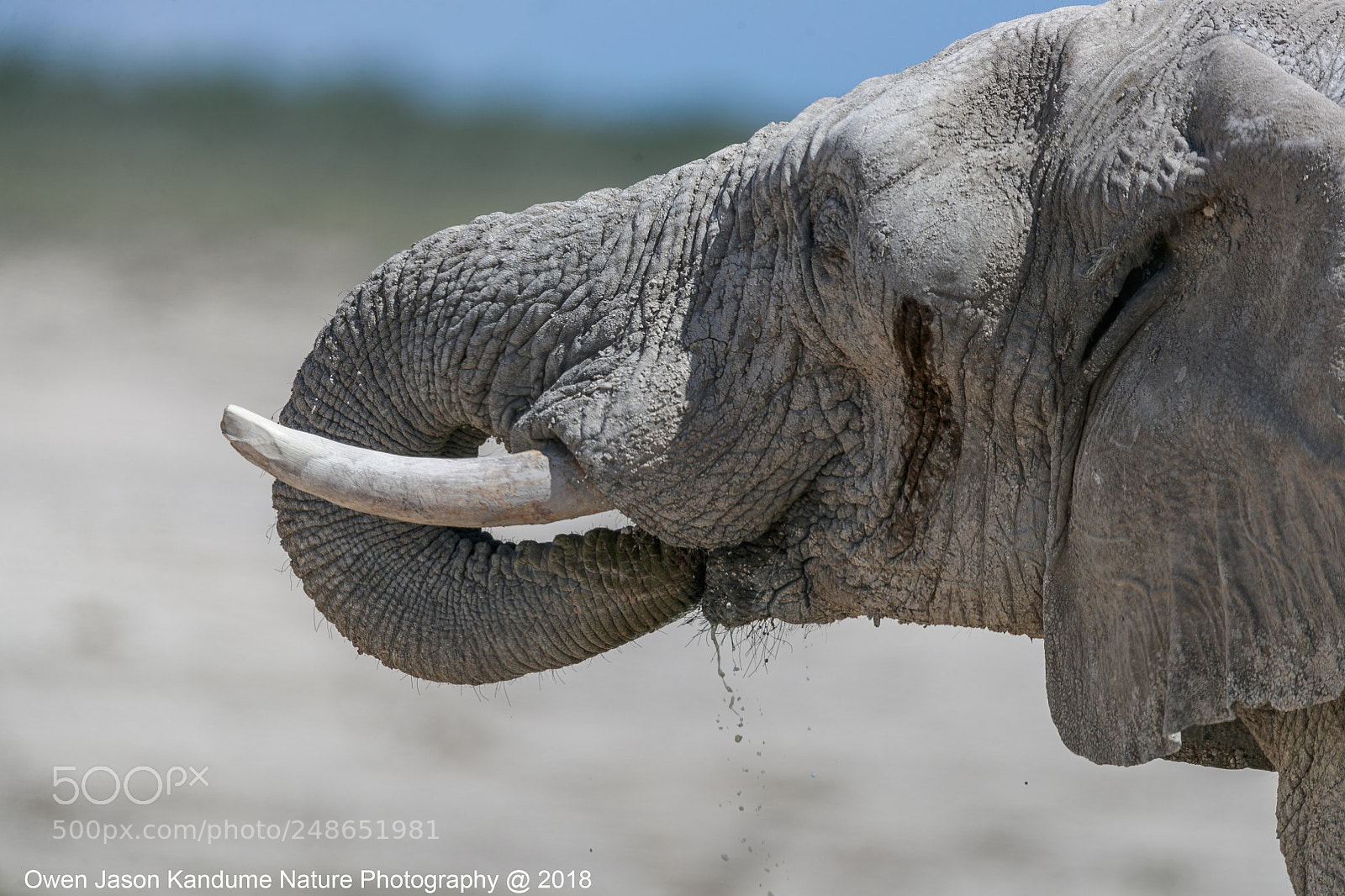 Canon EOS-1D X Mark II sample photo. Elephant drinking photography