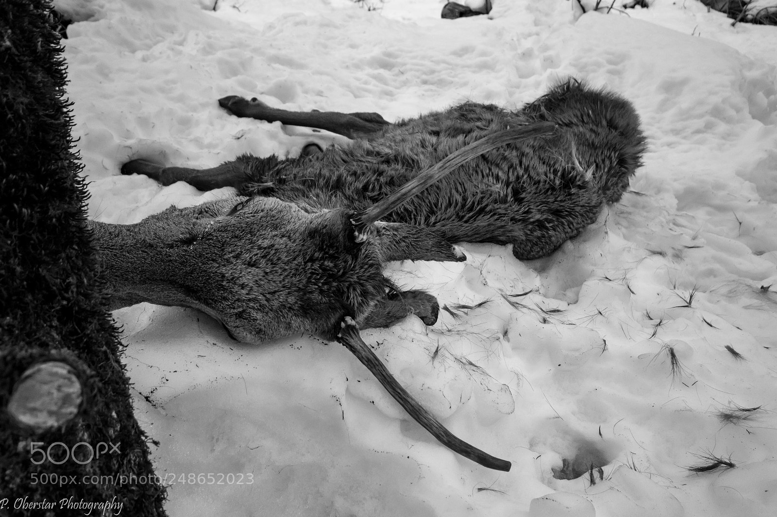 Canon EOS 80D sample photo. Memento mori. photography